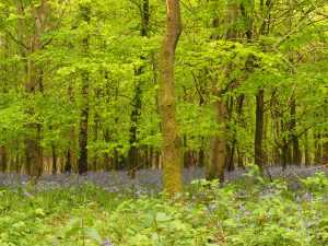 Last-of-the-bluebells