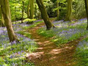 Stockfield-Wood,-Stockenchurch