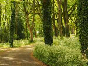 Wild-garlic,-Cholesbury