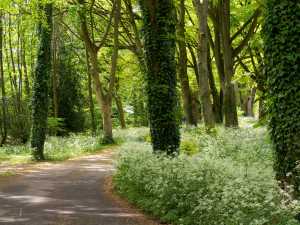 Wild-garlic,-Cholesbury