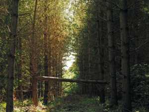 Early-morning-sunlight