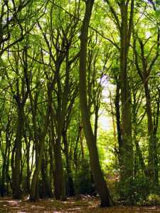 New-Copse,-Gallowstree-Common,-Oxfordshire