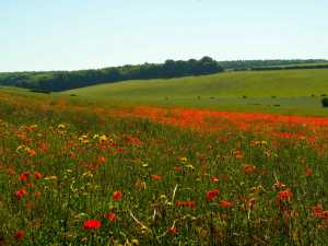 Summer-poppies,-Goring