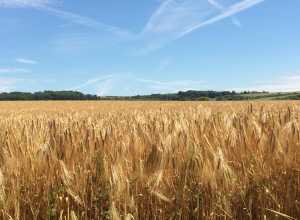 Barley-harvest,-Harlington