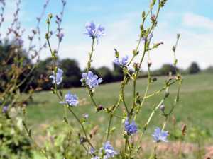 Chicory