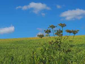 Summer, South Bedfordshire