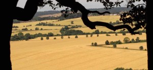 Through-the-tress-from-Sharpenhoe-Clappers
