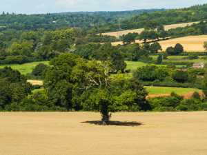 Breachers-Wood,-Little-Missenden