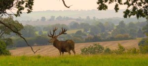 Central-Bedfordshire-stag