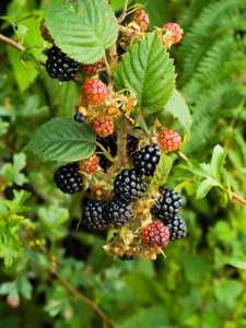 Early-blackberries