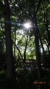 Hodgemoor-Woods,-Chalfont-St-Giles