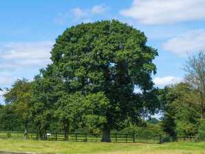 Summer-in-the-Misbourne-Valley