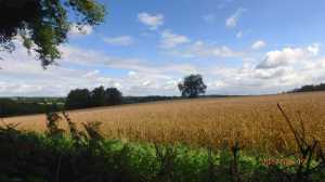 Toby's-Lane,-Holmer-Green