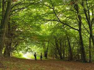 Friston Forest