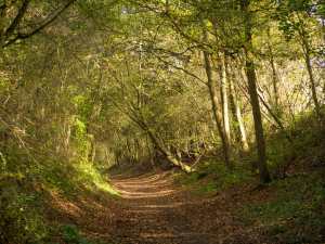 Afternoon-Autumn-Light