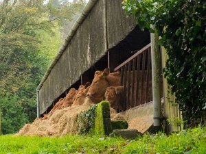 Dinnertime,-Oaklands-Farm