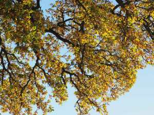 Green,-yellow-&-blue