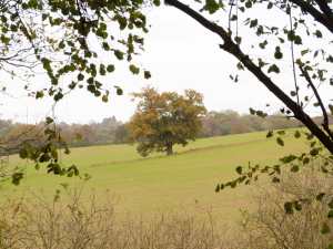 Robinson's-Wood,-Wheathampstead