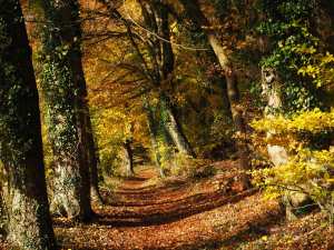 Autumn-Sun,-Routs-Green,-Buckinghamshire