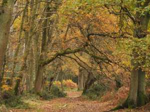 Frithsden-Beeches,-Northchurch