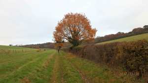 The-path-to-Berkhamsted-Common