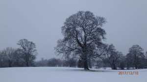 The Snow, Bricket Wood