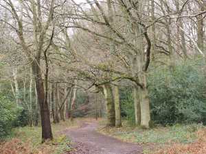 Chipperfield-Common-in-December