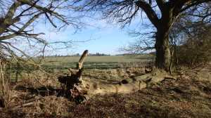 Drovers'-Lane,-Coleman-Green