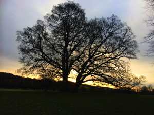 Early-morning-winter-light-in-the-Missbourne-Valley