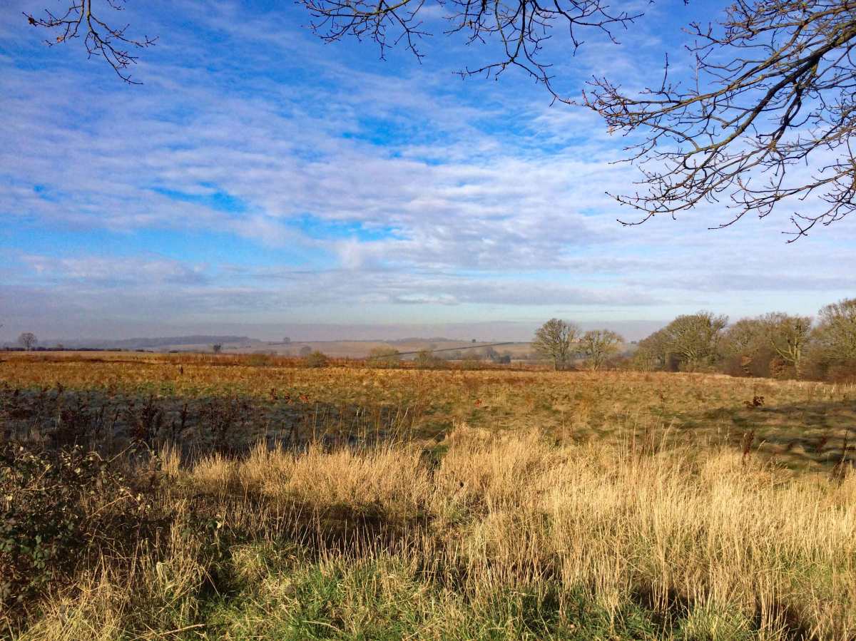 Sandy Ridge Trees Sandridge | Where Angells Tread!