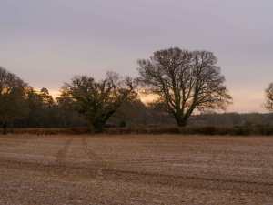 Hertfordshire-early-morning-light