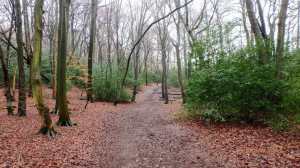 Bray's Wood, Hyde Heath