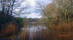 Beaulieu River through the trees