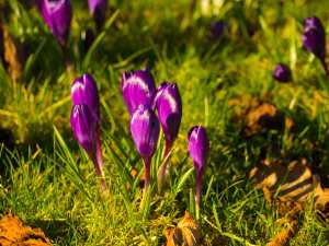 Spring Crocus