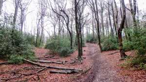 What winter left behind