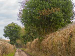 Chiltern hedgerows