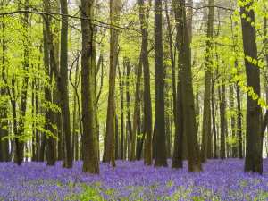Crawley Wood, Ashridge