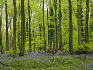 Crowell Wood and the bluebells