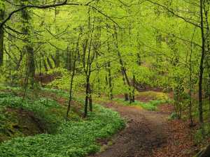 Crowell Wood in Spring, Buckinghamshire