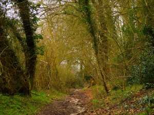 Muddy paths, Chesham