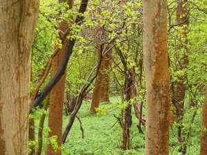 Wild Garlic in Crowell Woods, Buckinghamshire