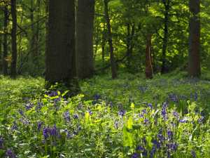 Bluebells in the shadows, Whippendell Woods, Hertfordshire
