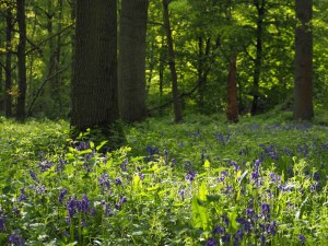 Bluebells in the shadows, Whippendell Woods, Hertfordshire