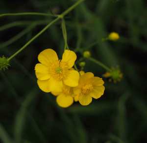 Buttercups, Great Gaddesden