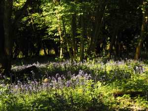 End of the season, Fugsdon Wood