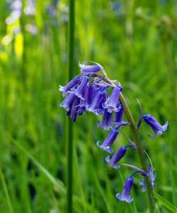 English Bluebells