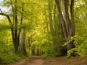 Harrocks Wood, Chandler's Cross, Hertfordshire