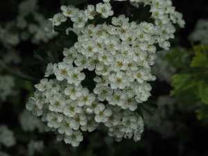 Hawthorn blossom