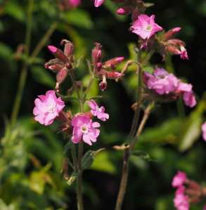 Hedgerow flowers