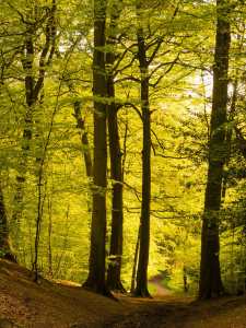 Lees Wood, Chandler's Cross, Hertfordshire